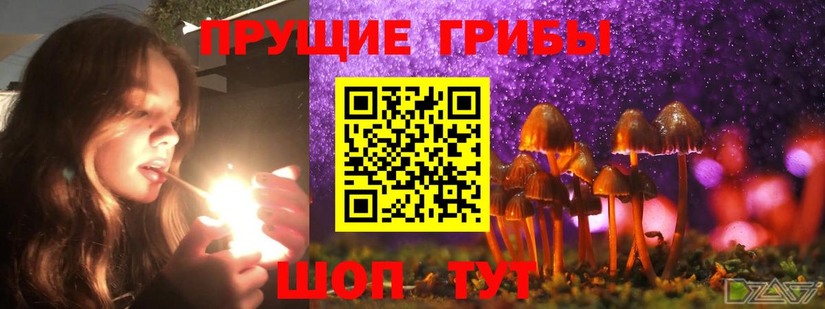 Псилоцибиновые грибы Psilocybe Верхний Уфалей